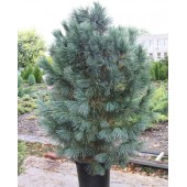 Сосна веймутовая